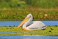 c400d_23190