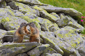 #30231 Marmote pupacioase