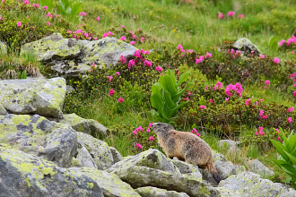 #30255 Marmota mirosind bujorii