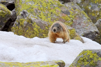 #30259 Marmota pe zapada