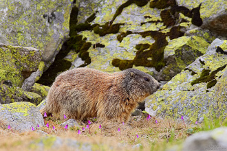 #30265 Marmota intre clopotei