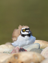 #12272 Prundaras Gulerat scuturandu-se