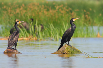#22167 Cormorani pe pietre