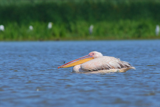 #22227 Pelican odihnindu-se