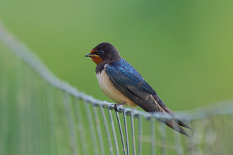 Birds Romania