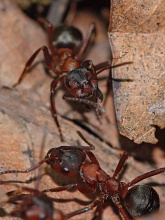#16830 Ants (red forest ants)