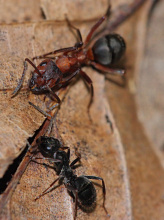 #16838 Ants (forest red ants)