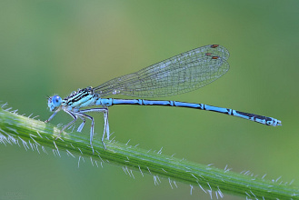 #17200 Damselfly (Platycnemis pennipes)