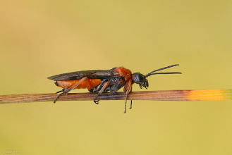 #17980 Wasp (Dolerus sp.)