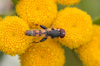 #18400 Hoverfly (Syritta sp. ?)