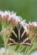 #18747 Moth (Euplagia quadripunctaria)