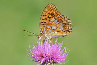 #18991 Butterfly (Argynnis adippe)