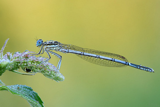 Insects Romania