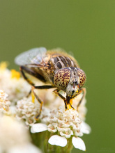 #21354 Fly (Eristalinus sepulchralis)