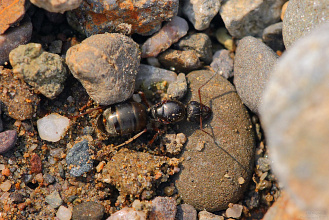 #21445 Ant