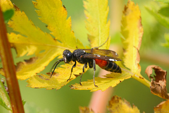 #25016 Wasp (Larra anathema)