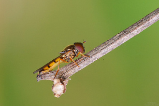 #25071 Hoverfly