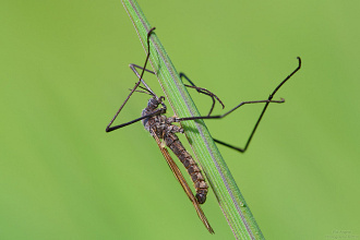 #27791 Crane fly