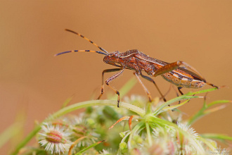 #32837 True bug (Camptopus lateralis)