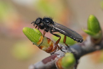 #12872 Fly (Bibio sp.)