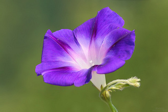 #18913 Flower (Ipomea nil)